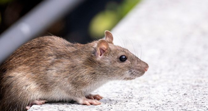 Effective Rodent Control Solutions